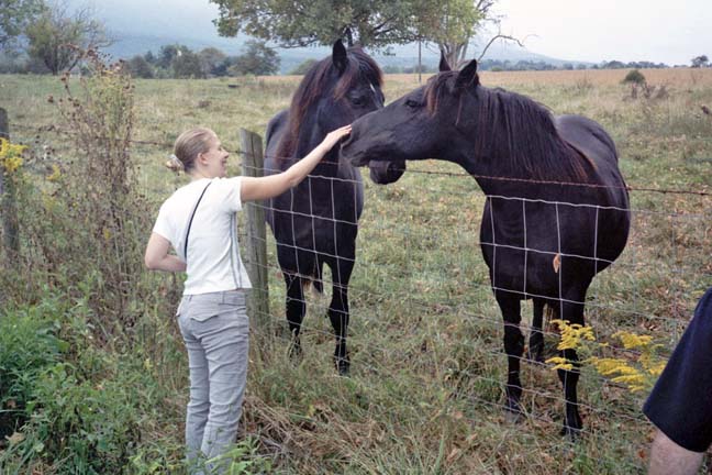 woman pets horses