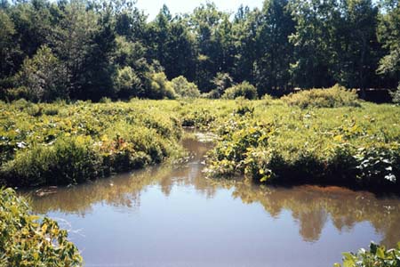 004swamp